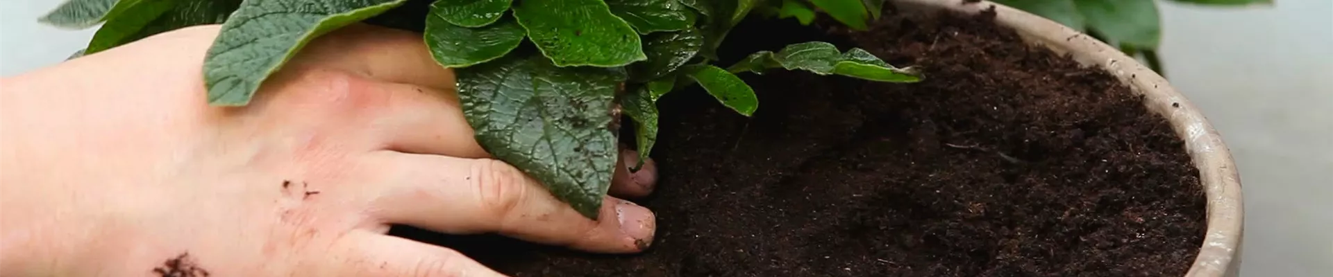 Vanilleblume - Einpflanzen in ein Gefäß (thumbnail) Vanilleblume - Einpflanzen in ein Gefäß (thumbnail)