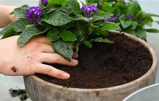 Vanilleblume - Einpflanzen in ein Gefäß Vanilleblume - Einpflanzen in ein Gefäß