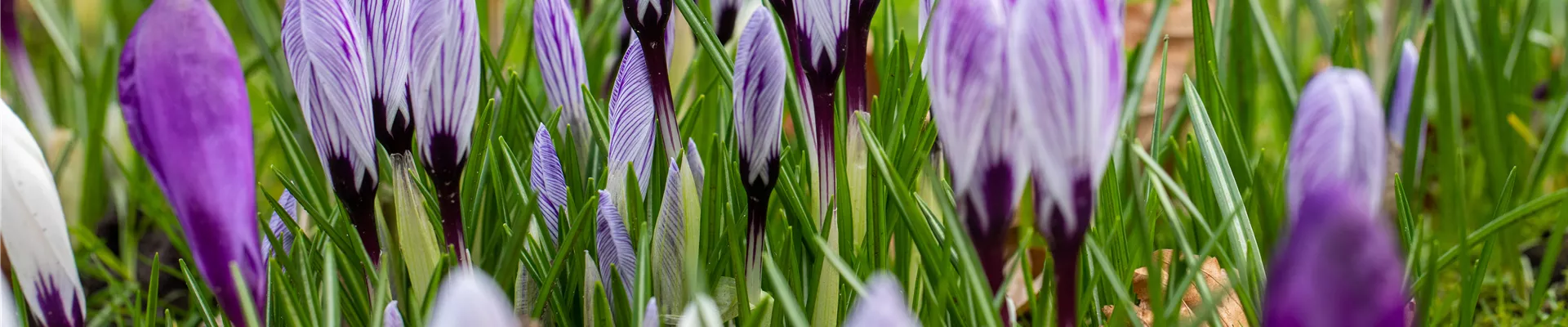 Crocus vernus, gestreift
