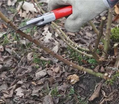 Beetrosen - Zurückschneiden im Frühling Beetrosen - Zurückschneiden im Frühling