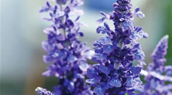 01_Salvia-x-hybrida-Mysty_Einzelbluete.jpg
