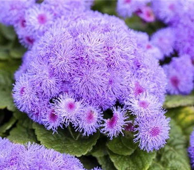 Ageratum houstonianum