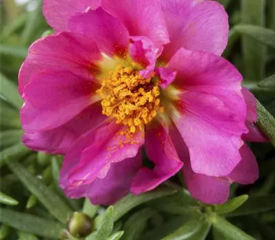 Portulakröschen Mischung