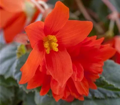 Begonia -Knollenbegonien