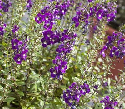 Angelonia angustifolia