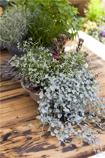 Dichondra
