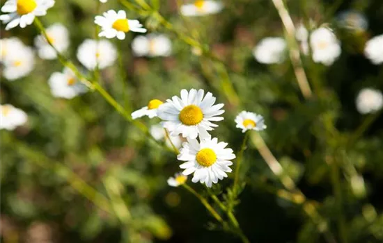 8 Pflanzen für die Gesundheit, die jeder kennen sollte 8 Pflanzen für die Gesundheit, die jeder kennen sollte