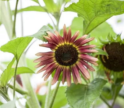 Sonnenblume Herbstschönheit