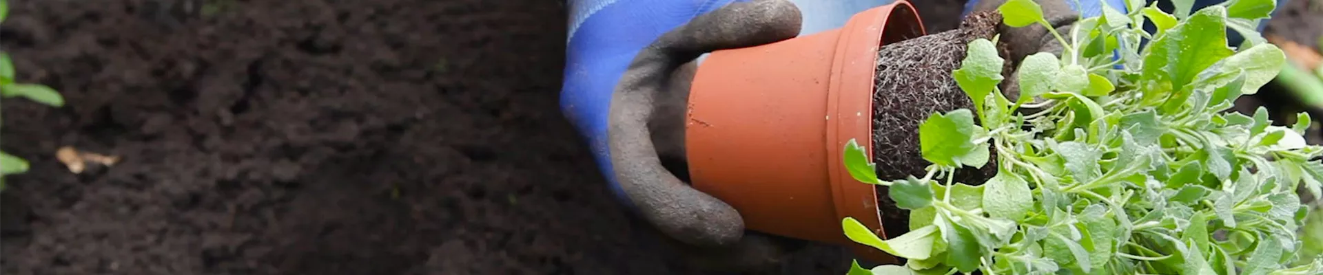 Blaukissen - Einpflanzen im Garten (thumbnail) Blaukissen - Einpflanzen im Garten (thumbnail)