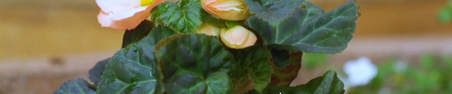 Knollenbegonie - Einpflanzen im Garten (thumbnail) Knollenbegonie - Einpflanzen im Garten (thumbnail)