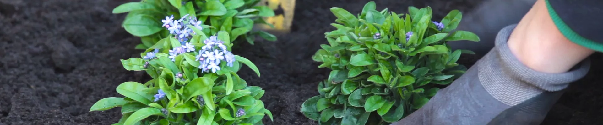 Vergissmeinnicht - Einpflanzen im Garten (thumbnail) Vergissmeinnicht - Einpflanzen im Garten (thumbnail)
