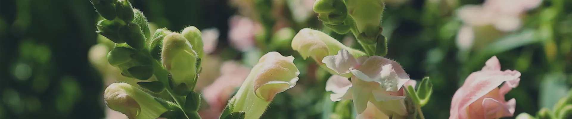 Löwenmaul - Einpflanzen im Garten (Thumbnail) Löwenmaul - Einpflanzen im Garten (Thumbnail)