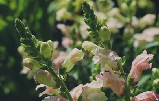 Löwenmaul - Einpflanzen im Garten Löwenmaul - Einpflanzen im Garten