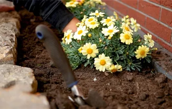 Margeriten - Einpflanzen im Garten Margeriten - Einpflanzen im Garten