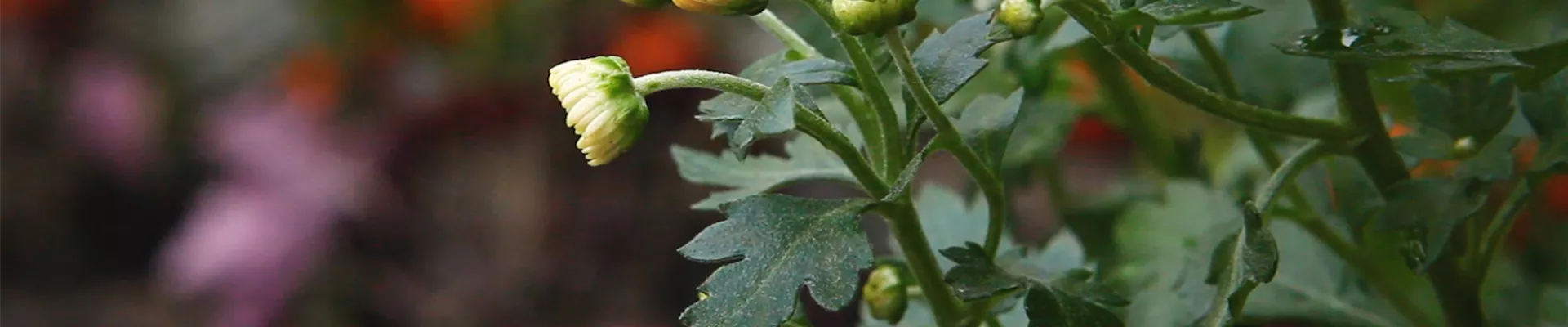 Chrysanthemen - Einpflanzen im Garten (Thumbnail) Chrysanthemen - Einpflanzen im Garten (Thumbnail)