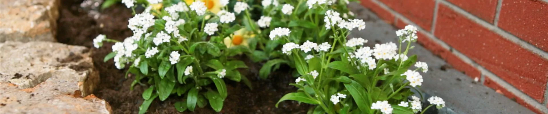 Weißes Vergissmeinicht - Einpflanzen im Garten (Thumbnail) Weißes Vergissmeinicht - Einpflanzen im Garten (Thumbnail)