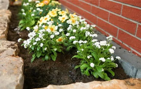 Weißes Vergissmeinnicht - Einpflanzen im Garten Weißes Vergissmeinnicht - Einpflanzen im Garten