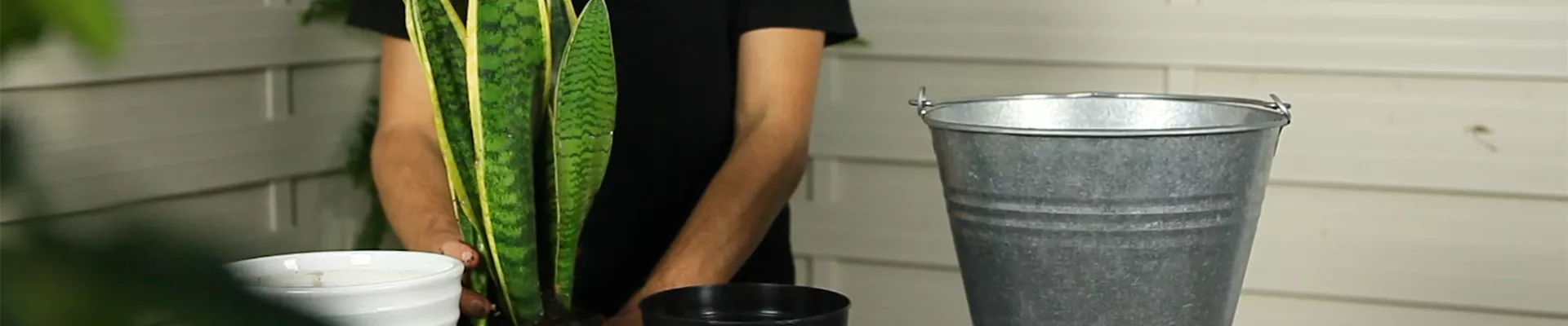 Bogenhanf - Umtopfen (Thumbnail)