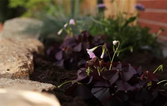 Glücksklee - Einpflanzen im Garten Glücksklee - Einpflanzen im Garten