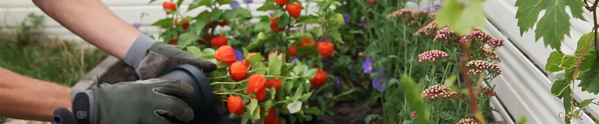 Physalis - Einpflanzen in den Garten (DE - Thumbnail)