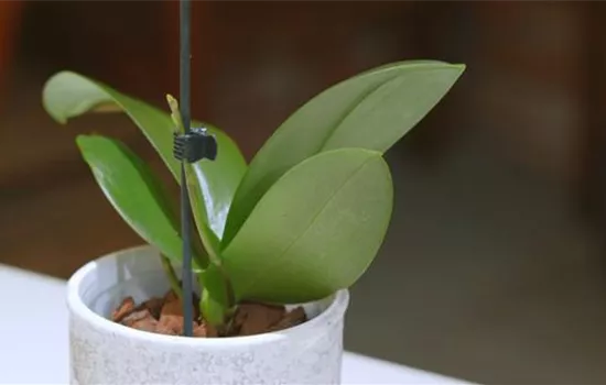 Orchideen pflegen Orchideen pflegen