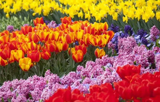 Blumenzwiebeln als Highlight bei der Gartengestaltung Blumenzwiebeln als Highlight bei der Gartengestaltung