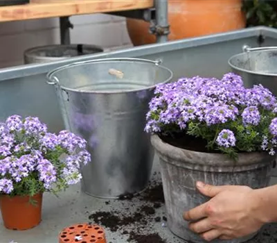 Eisenkraut - Einpflanzen in ein Gefäß Eisenkraut - Einpflanzen in ein Gefäß