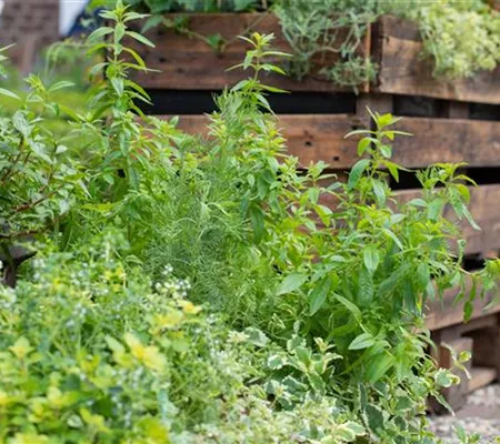 Die beliebtesten Kräuter- und Gemüsepflanzen für Garten und Co.