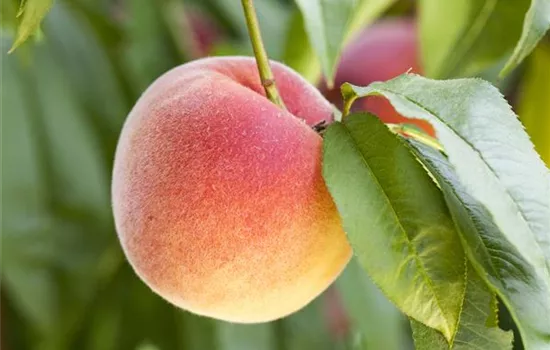 Leckere Snacks im Sommer – Pfirsich aus dem eigenen Garten Leckere Snacks im Sommer – Pfirsich aus dem eigenen Garten