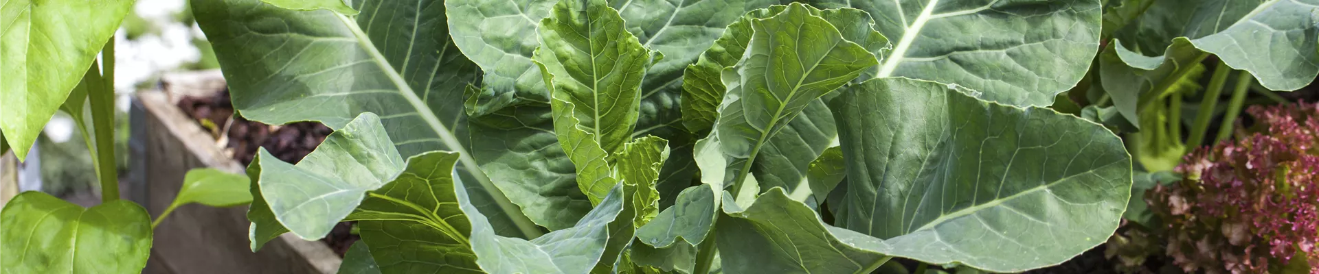 Brassica oleracea var. gongylodes Brassica oleracea var. gongylodes