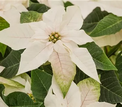 Euphorbia pulcherrima 'Princettia® Max White'