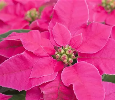 Euphorbia pulcherrima 'Princettia® Hot Pink'