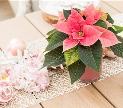 Euphorbia pulcherrima, rosa, Mini