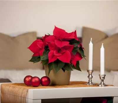 Euphorbia pulcherrima, Mini