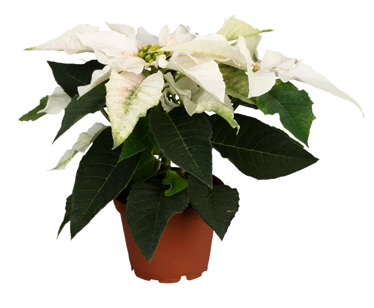 Euphorbia pulcherrima, wei, Weihnachtsstern - Manufaktur fr Grnes |  Grtnerei Dorn
