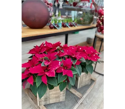 Euphorbia pulcherrima,