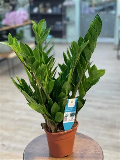 Zamioculcas zamiifolia, Glcksfeder - Manufaktur fr Grnes | Grtnerei Dorn