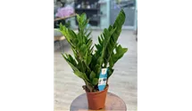 Zamioculcas zamiifolia, Glcksfeder - Manufaktur fr Grnes | Grtnerei Dorn