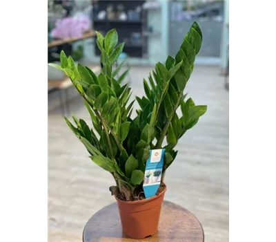 Zamioculcas zamiifolia