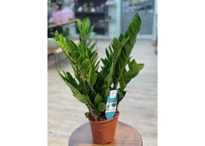 Zamioculcas zamiifolia