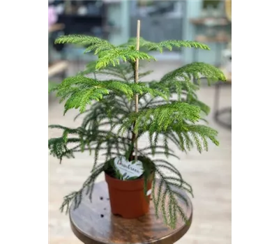 Araucaria heterophylla