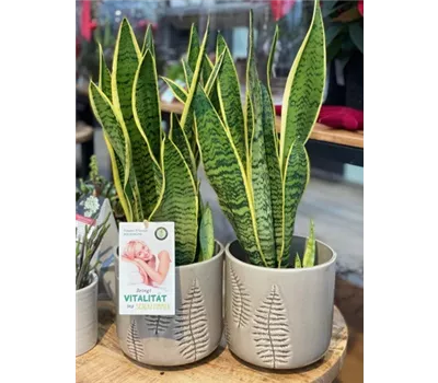 Sansevieria trifasciata var. laurentii