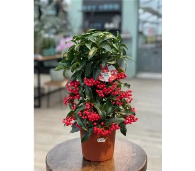 Ardisia crenata 'Bos Premium'