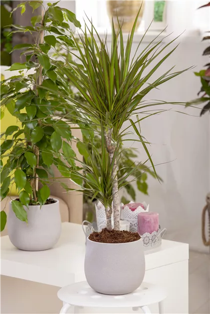 Dracaena marginata, Drachenbaum, 150cm ohne bertopf - Manufaktur fr  Grnes | Grtnerei Dorn