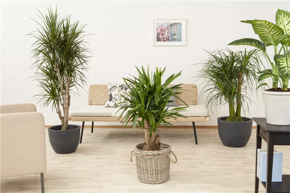 Dracaena marginata, Drachenbaum, 150cm ohne bertopf - Manufaktur fr  Grnes | Grtnerei Dorn