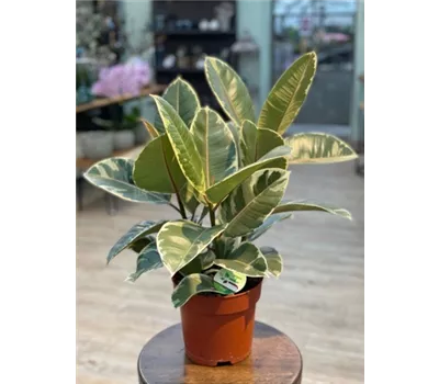 Ficus elastica 'Brasil'