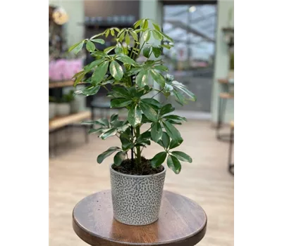 Schefflera arboricola 'Emerald Green'