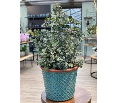Eucalyptus gunnii 'Azura' kaufen 