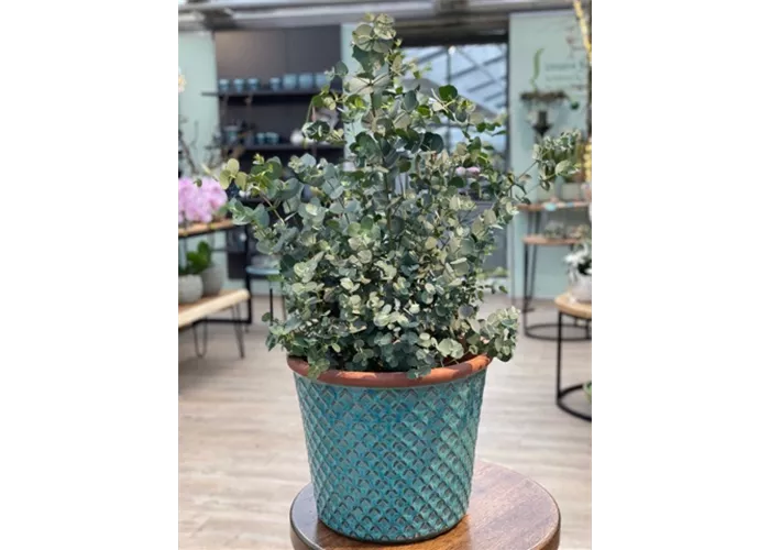 Eucalyptus gunnii 'Azura'