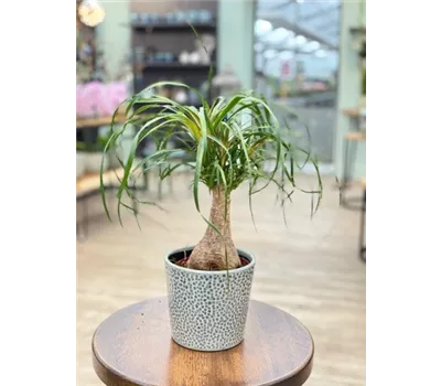 Elefantenfuß Beaucarnea 